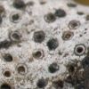 Verrucaria baldensis